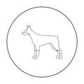 Doberman vector icon in outline style for web