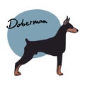 Doberman, vector illustration