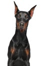 Doberman on white background. Studio Royalty Free Stock Photo
