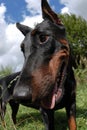 Dobermann Royalty Free Stock Photo