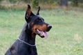 Dobermann Royalty Free Stock Photo