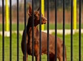 Dobermann Behind Bars Royalty Free Stock Photo