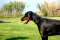 Dobermann in training to leash