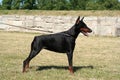 Dobermann Devvu Royalty Free Stock Photo