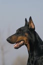 Dobermann Dog or Dobermann Pinscher, Portrait Royalty Free Stock Photo