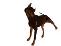 Dobermann Pinscher Dog Urinating Royalty Free Stock Photo
