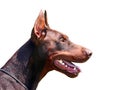 Dobermann portrait Royalty Free Stock Photo