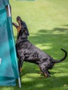 Dobermann training for schutzhund, igp, ipo doing bitework Royalty Free Stock Photo