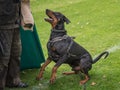 Dobermann training for schutzhund IGP Royalty Free Stock Photo