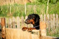 Dobermann up on fence