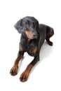 Dobermann on white background Royalty Free Stock Photo