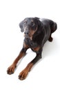 Dobermann on white background Royalty Free Stock Photo