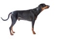 Dobermann on white background Royalty Free Stock Photo
