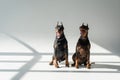 dobermans in chain collars sitting on Royalty Free Stock Photo
