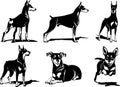 dobermans dog logo design vector Royalty Free Stock Photo