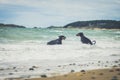 Dobermans playing and swimming in the sea. Wales, Cymru