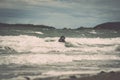 Dobermans playing and swimming in the sea. Wales, Cymru