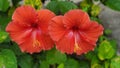 Doble red amapola beautiful flower