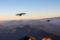 Dobratsch - Black birds flying around summit of Dobratsch with panoramic sunrise view of High Tauern in Carinthia