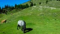 Dobratsch - Group of wild horses grazing on alpine pasture on Dobratsch, Villacher Alps, Carinthia Royalty Free Stock Photo