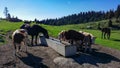 Dobratsch - Group of wild horses grazing on alpine pasture on Dobratsch, Villacher Alps, Carinthia Royalty Free Stock Photo