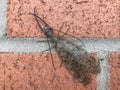 Dobsonfly Corydalus cornutus, large insect bug on brick background