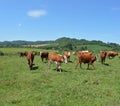 Docile Cows Animais in Farm Royalty Free Stock Photo