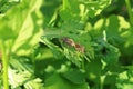 Dock bug Coreus marginatus on a leaf Royalty Free Stock Photo