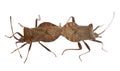 Dock bugs mating, Coreus marginatus