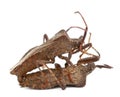 Dock bugs mating, Coreus marginatus Royalty Free Stock Photo