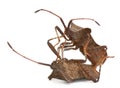 Dock bugs mating, Coreus marginatus Royalty Free Stock Photo