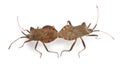 Dock bugs mating, Coreus marginatus Royalty Free Stock Photo