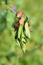 Dock bugs Royalty Free Stock Photo