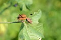 Dock bugs Royalty Free Stock Photo