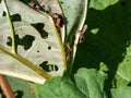 Dock bugs (true bug) (Coreus marginatus) - medium-sized speckled brown in a group with mating behaviour on