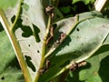 Dock bugs (true bug) (Coreus marginatus) - medium-sized speckled brown in a group with mating behaviour on Royalty Free Stock Photo