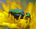 Dock leaf beetle, Gastrophysa viridula mating