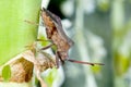 Dock leaf bug