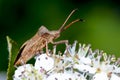 Dock leaf bug Royalty Free Stock Photo