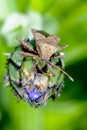 Dock leaf bug Royalty Free Stock Photo