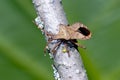 Dock leaf bug Royalty Free Stock Photo