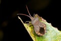 Dock leaf bug, coreus marginatus Royalty Free Stock Photo