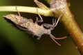 Dock leaf bug, coreus marginatus Royalty Free Stock Photo