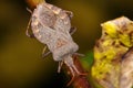 Dock leaf bug, coreus marginatus Royalty Free Stock Photo