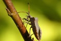 Dock leaf bug, coreus marginatus Royalty Free Stock Photo