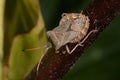 Dock leaf bug, coreus marginatus Royalty Free Stock Photo