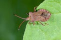 Dock leaf bug, coreus marginatus Royalty Free Stock Photo