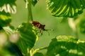 Dock leaf bug, heteropteran insect, bug of the coreidae family, coreus marginatus