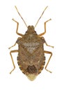 Dock Leaf Bug on white background