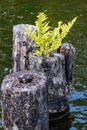 dock pilings with a plant